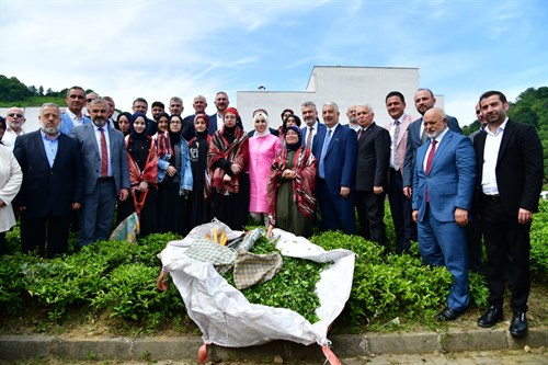 Trabzon’da 2025 Yılı Yaş Çay Sezonu Başladı 